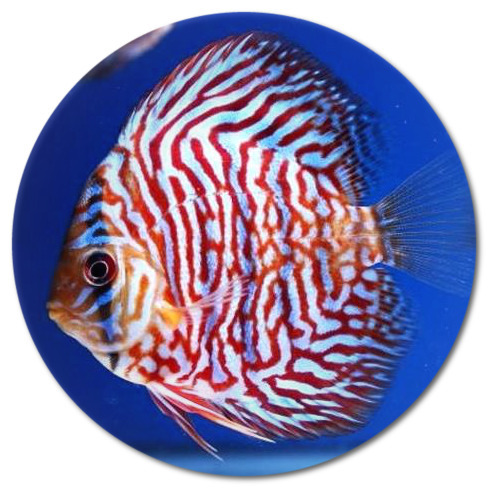 Red Tiger Mosaic Discus Fish 3-3.5 inch